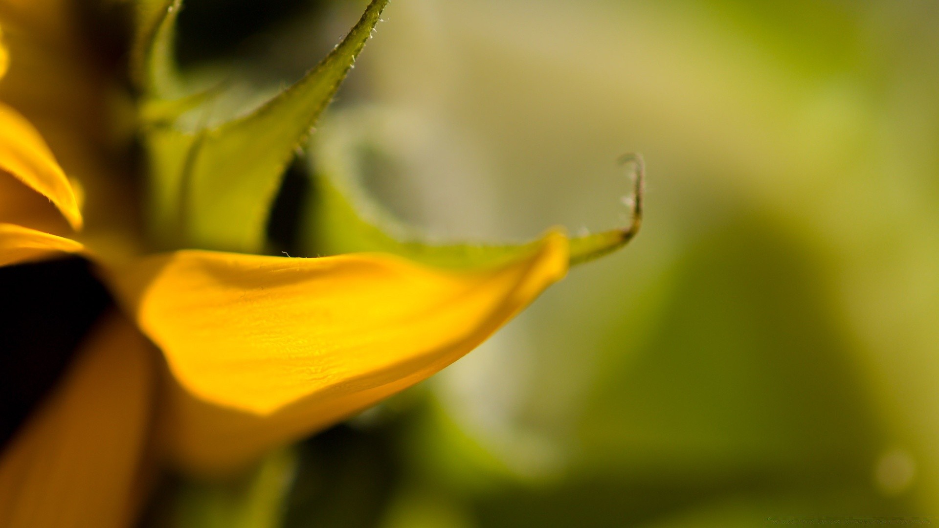 plantes nature fleur feuille flore flou jardin couleur pluie été lumière lumineux à l extérieur chute insecte rosée dof gros plan