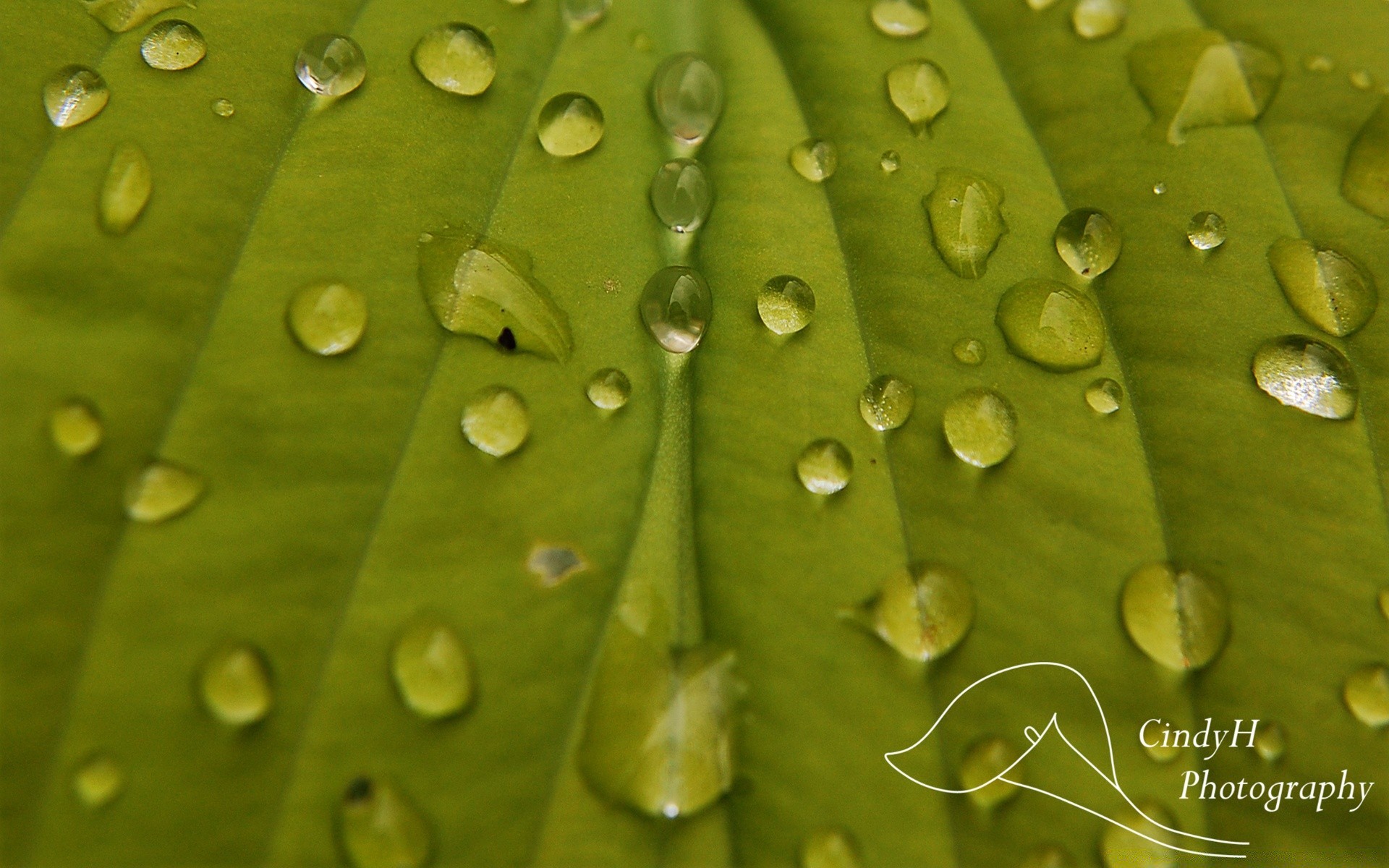 goccioline e acqua rugiada pioggia foglia goccia crescita bagnato gocce flora purezza gocce acqua natura vene pulito estate ecologia ambienti