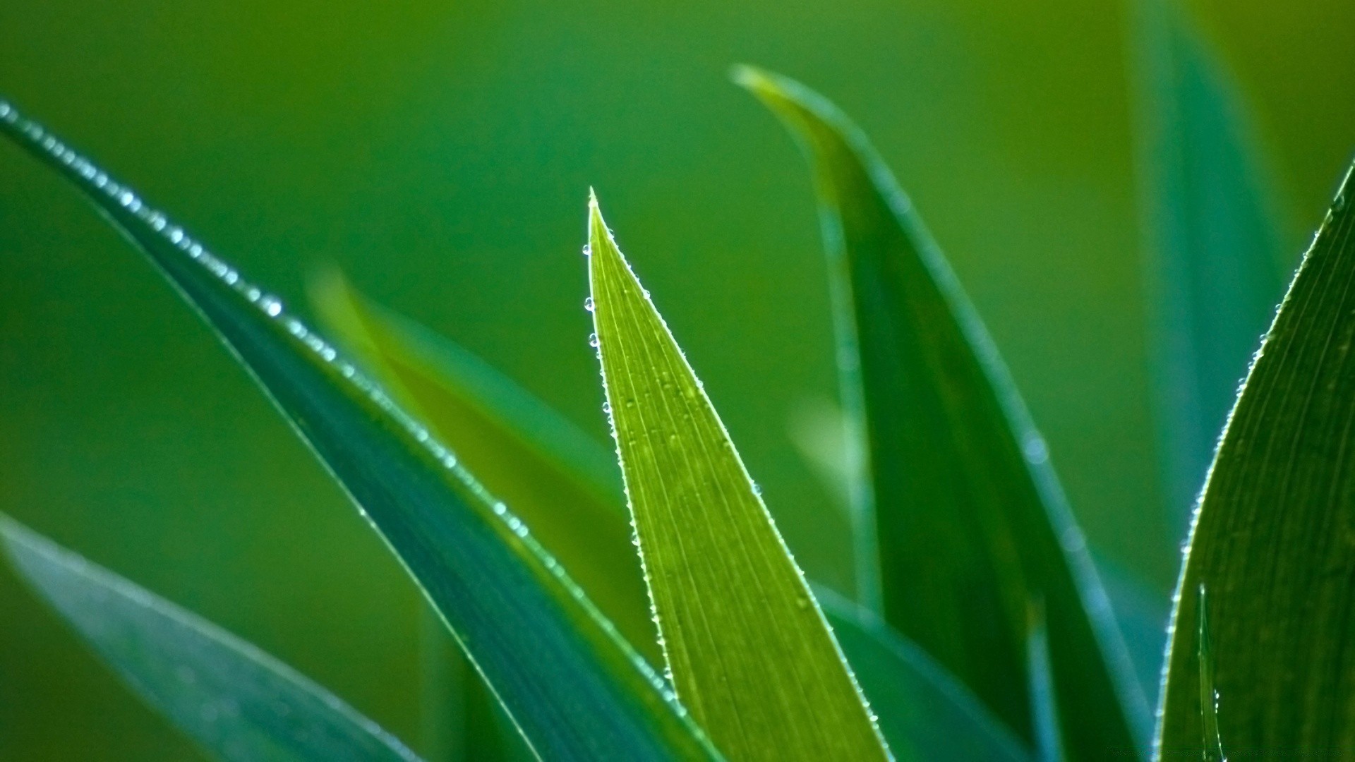 plants leaf flora dew nature rain growth drop garden grass environment purity lush blade