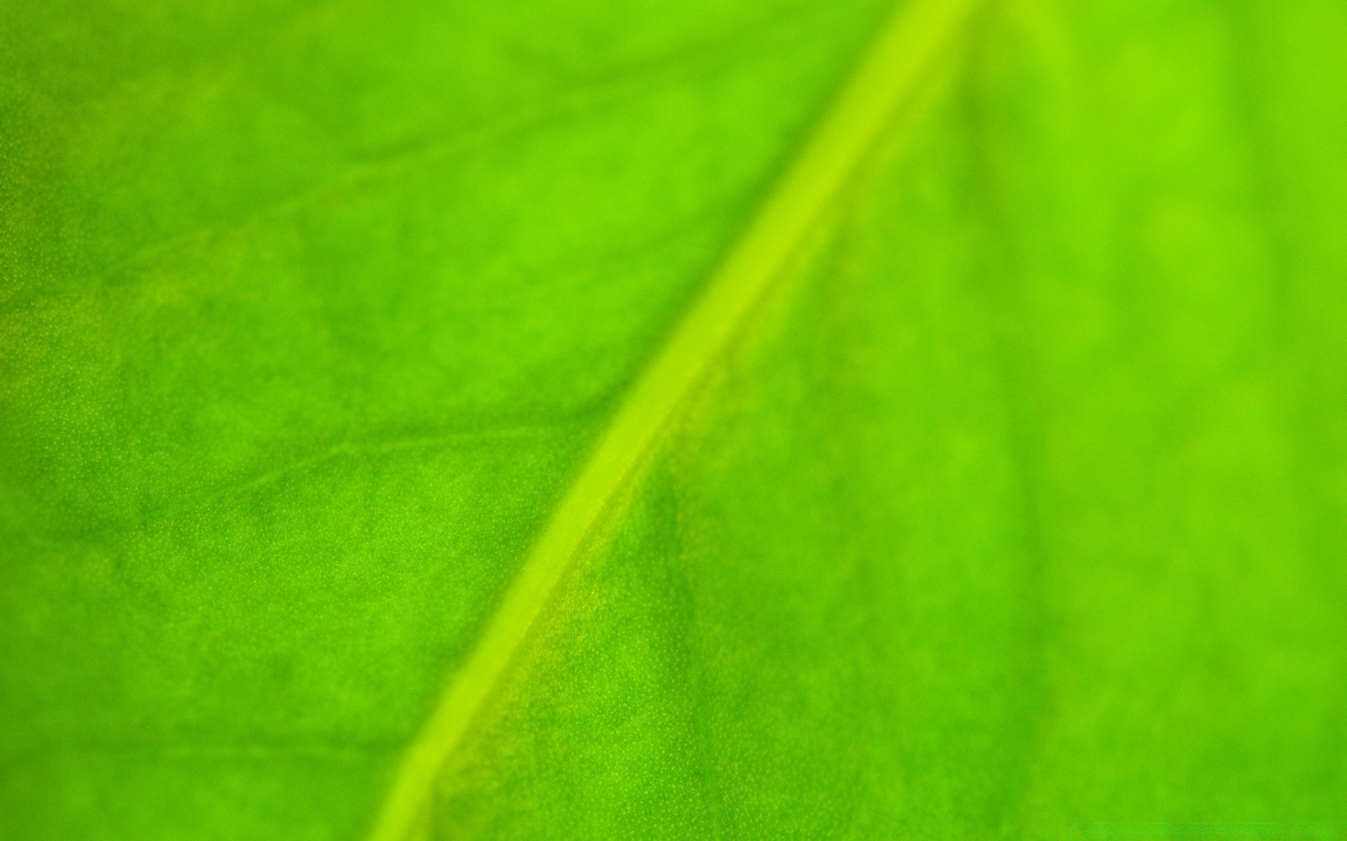 rośliny liść streszczenie flora fotosynteza żyły asymetria tekstura wzrost ogród pulpit artystyczny kolor rosa przekątna deszcz natura sztuka spadek jasny