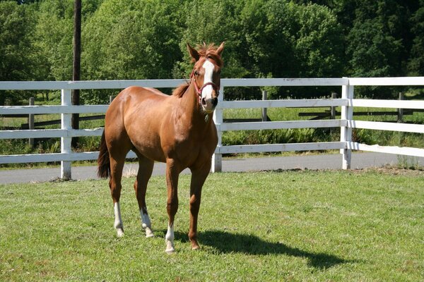 A red horse with a white spot on its head is standing in a paddock on the lawn