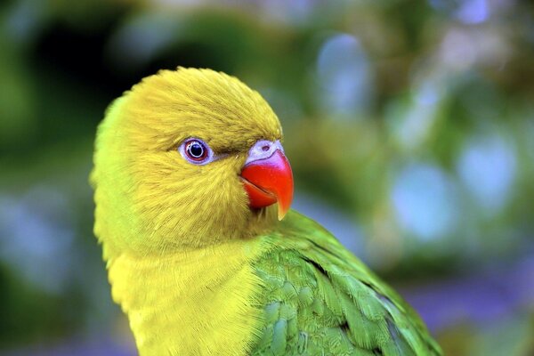 A multicolored parrot looks attentively