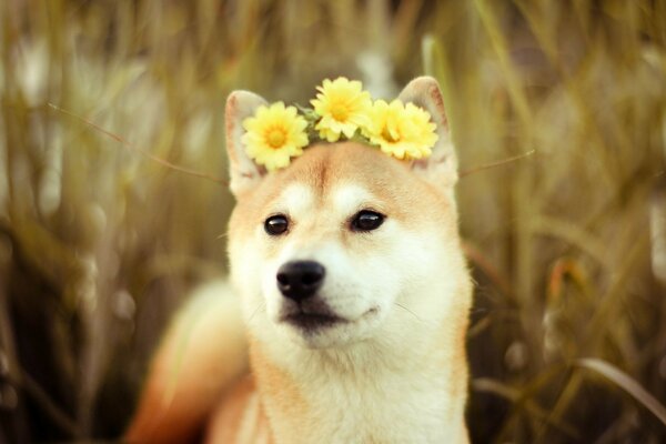 Chien mignon avec des fleurs jaunes entre les oreilles