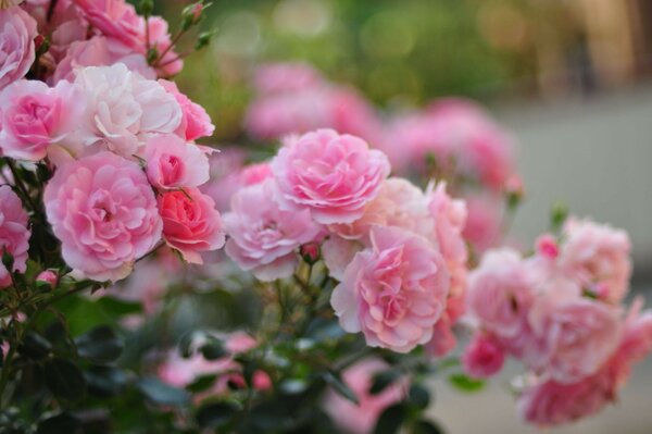 Flores florescendo close-up