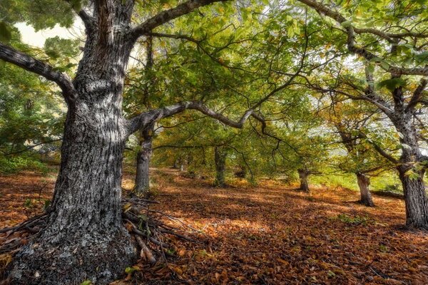 Paisaje de coníferas cuyas raíces están salpicadas de follaje caído