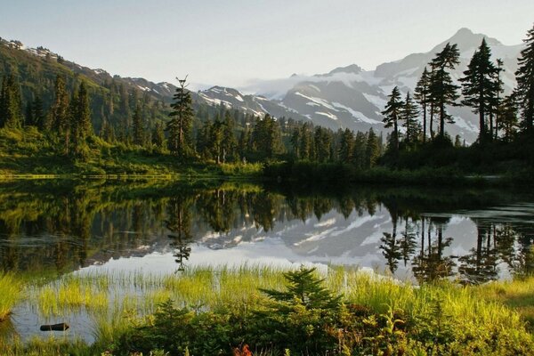 Baikal and pine trees all around