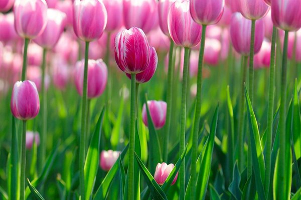 Bright pink tulips grow in the field