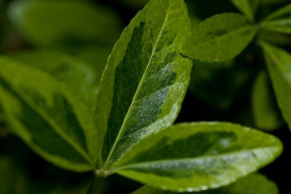 Large growing green leaves