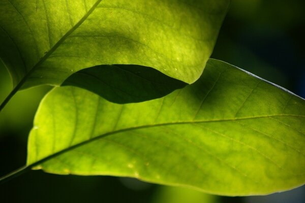 Plante dans la nature, croissance de la feuille