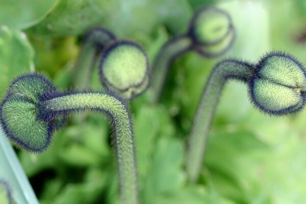 Unusual plant close-up