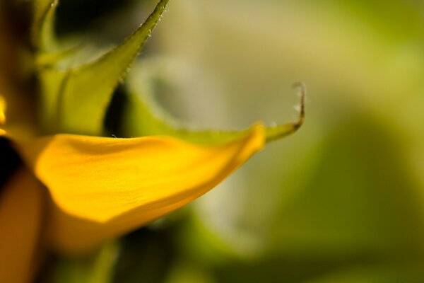 Feuille jaune de la plante sur fond brumeux