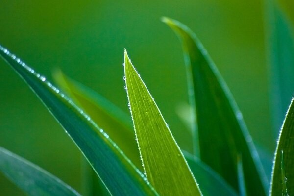 Hojas de plantas verdes sobre fondo verde