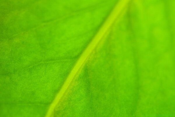 En la hoja de crecimiento se produce la fotosíntesis