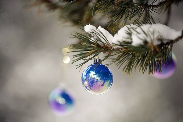 Rama de árbol de Navidad cubierto de nieve con bolas de Navidad azules