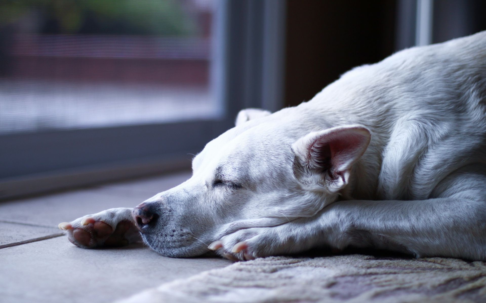 hunde hund säugetier porträt tier hundespezialist haustier niedlich inländische welpe schlafen natur ein im freien