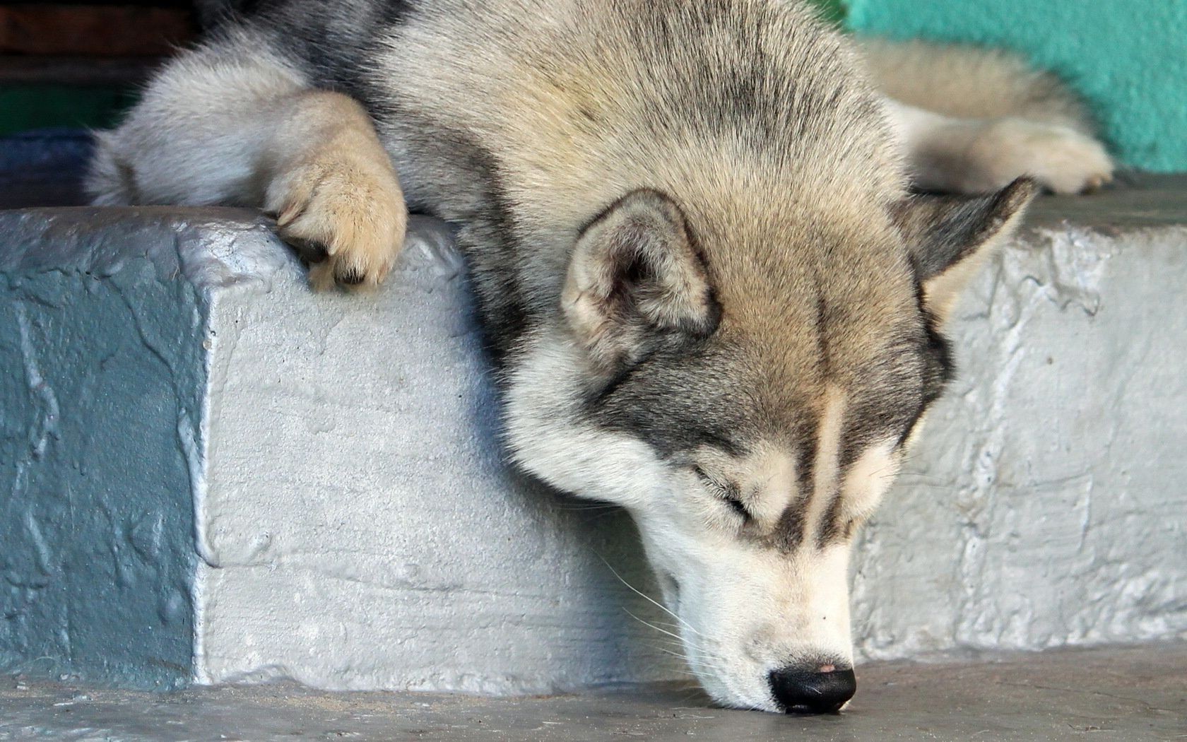 perro mamífero animal perro piel vida silvestre perro zoológico lindo naturaleza frosty retrato depredador mascota lobo salvaje ojo gris cabeza vista