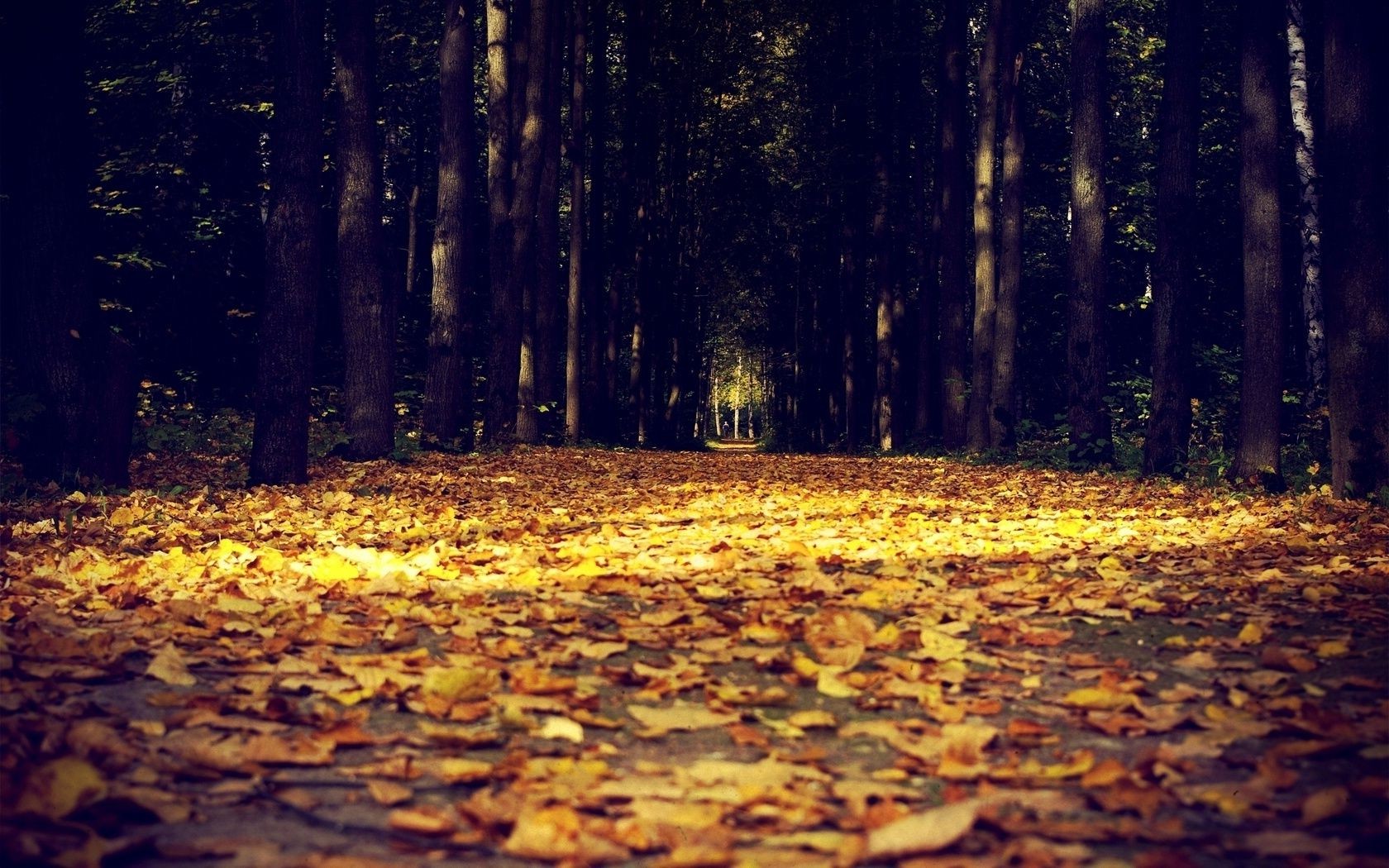 autunno legno autunno albero natura foglia alba luce parco all aperto paesaggio