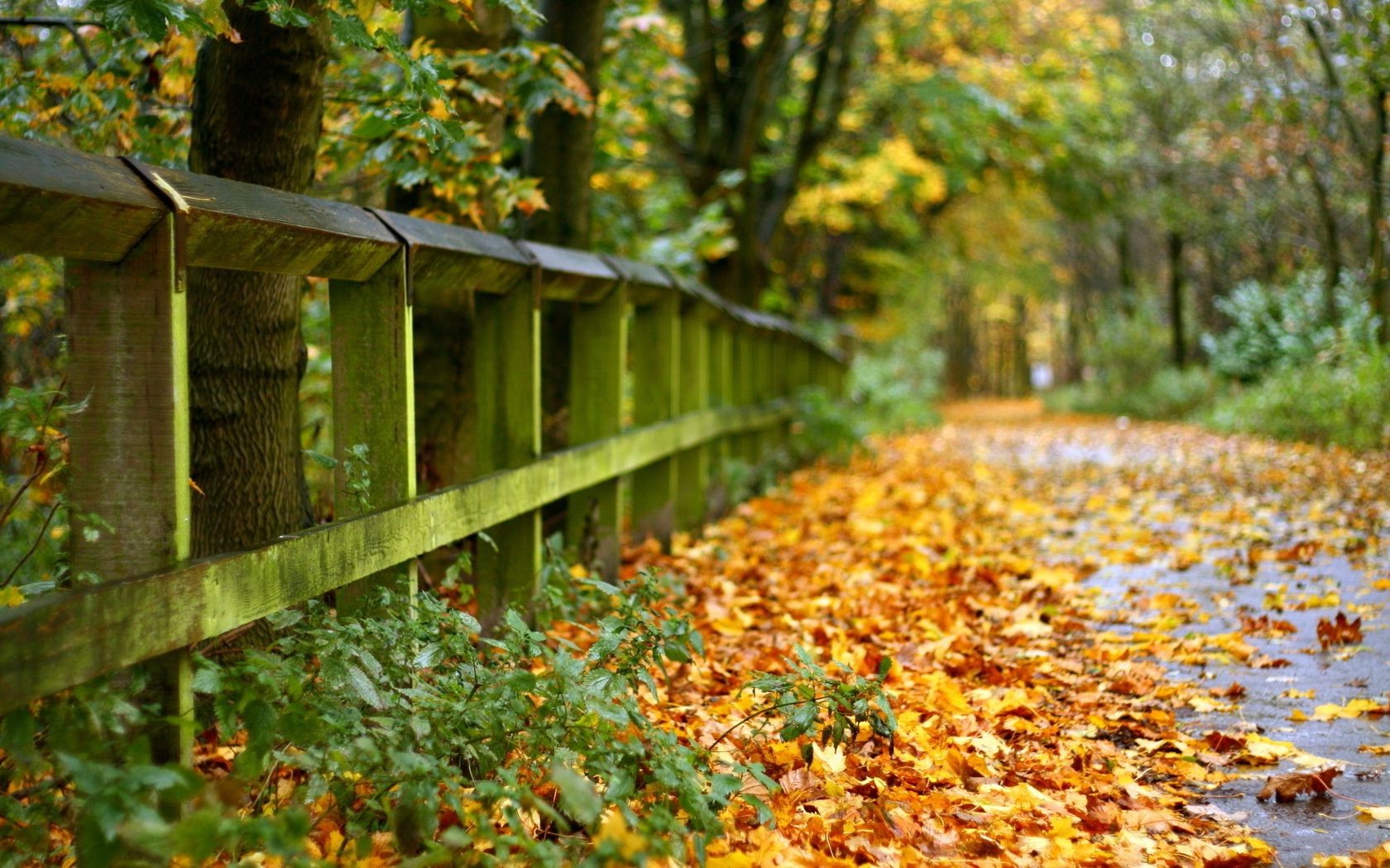 autumn fall leaf wood nature outdoors tree season park garden rural wooden color landscape countryside