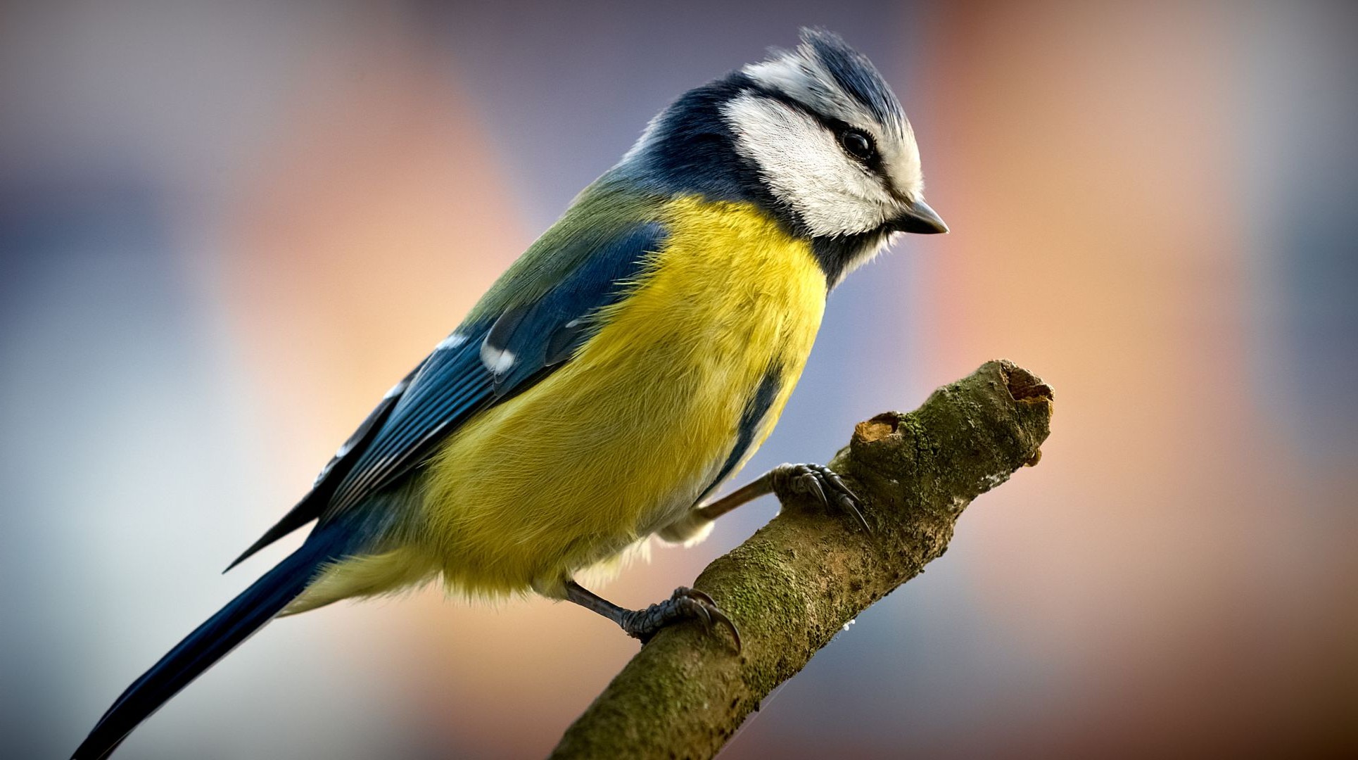 zwierzęta drób przyroda zwierzę avian przyroda mało