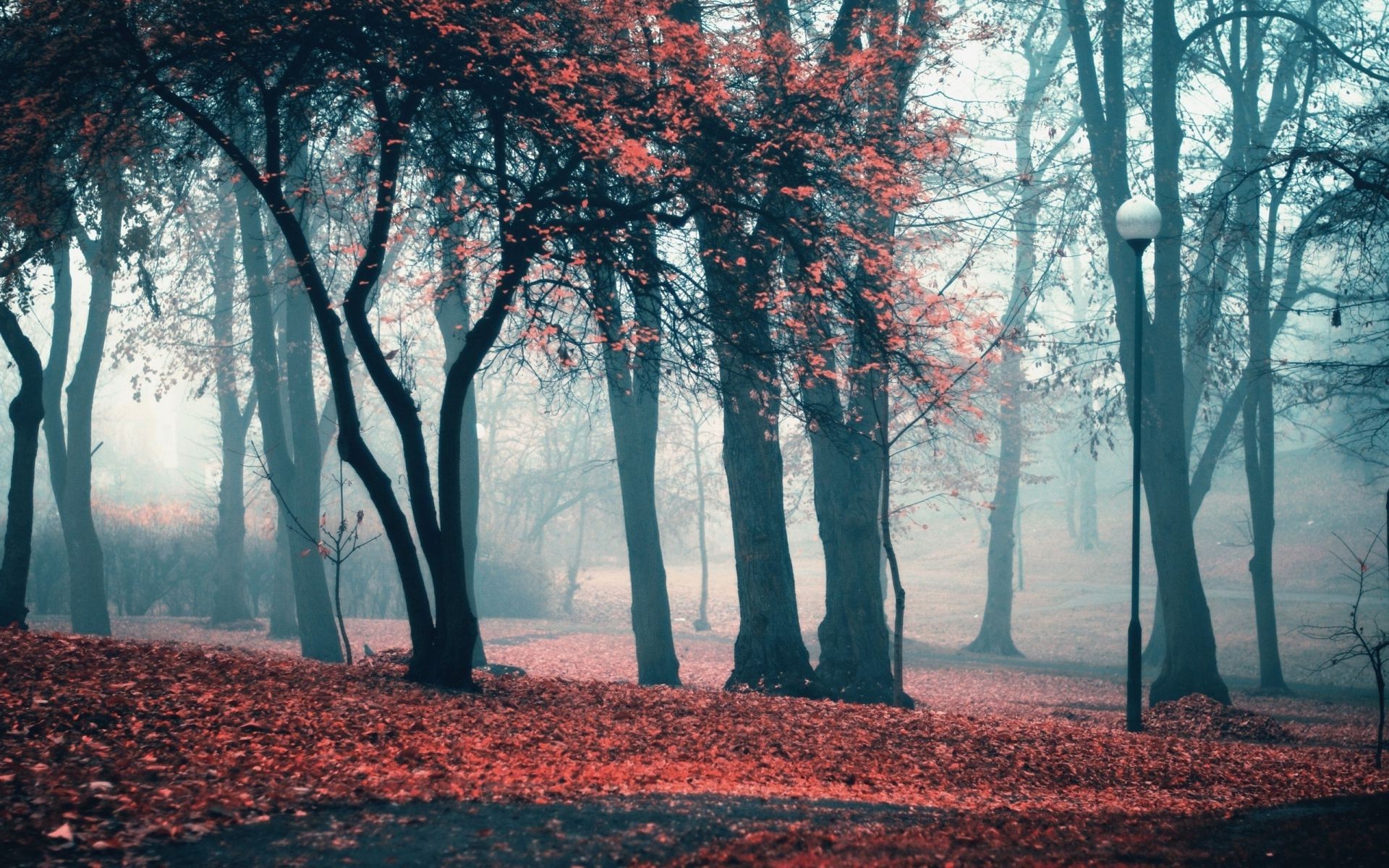 parks tree fall landscape fog dawn wood park season leaf mist nature scenic branch outdoors weather winter environment scenery fair weather