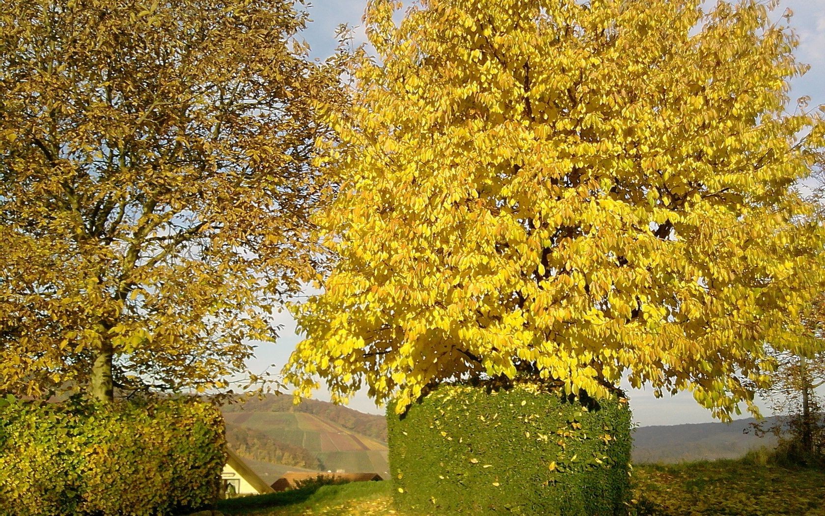 hojas otoño hoja árbol temporada parque naturaleza arce paisaje madera rama al aire libre escena escénico brillante oro paisaje medio ambiente buen tiempo color