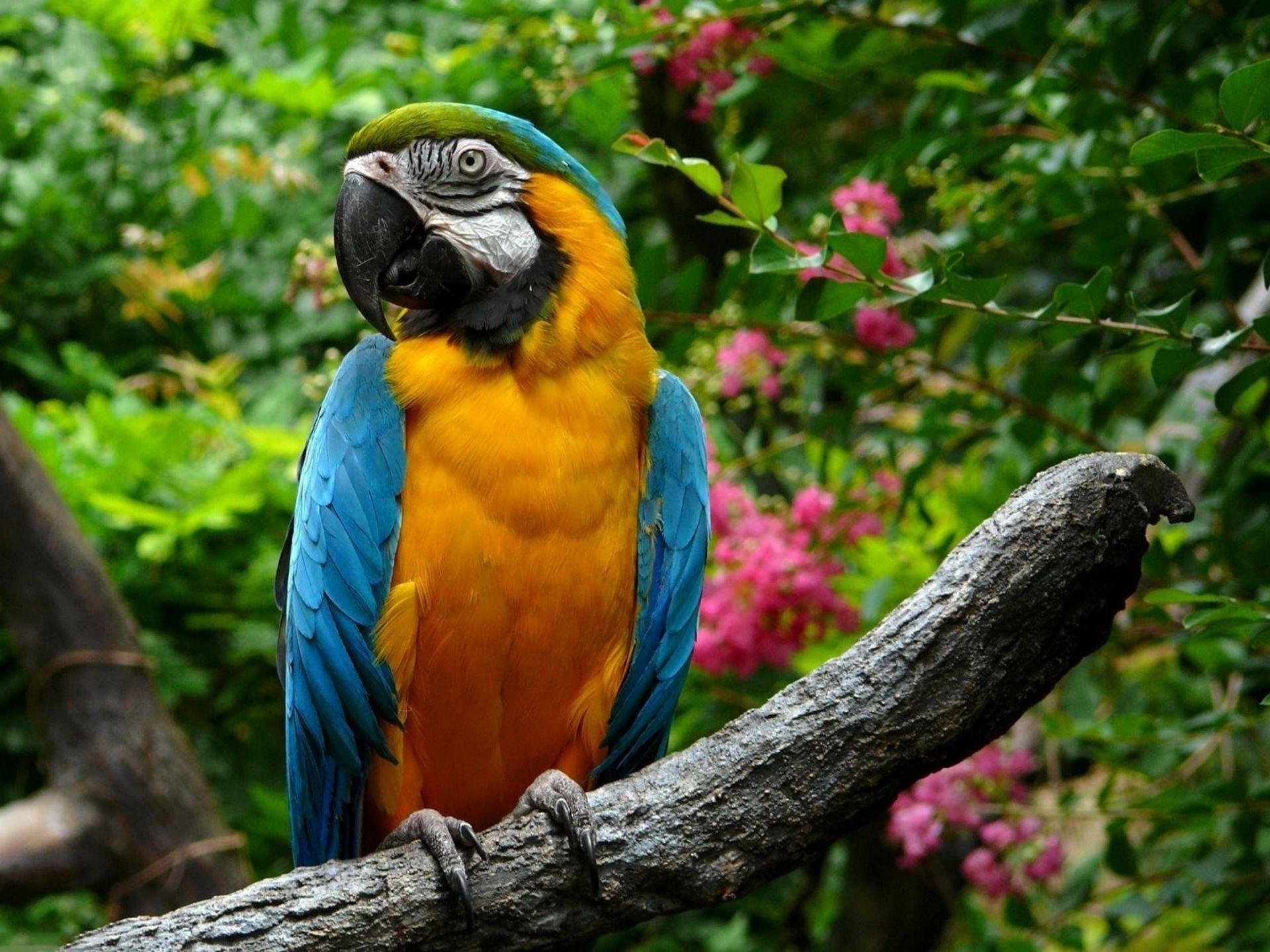 animals parrot bird macaw tropical zoo wildlife nature wild exotic animal wing beak