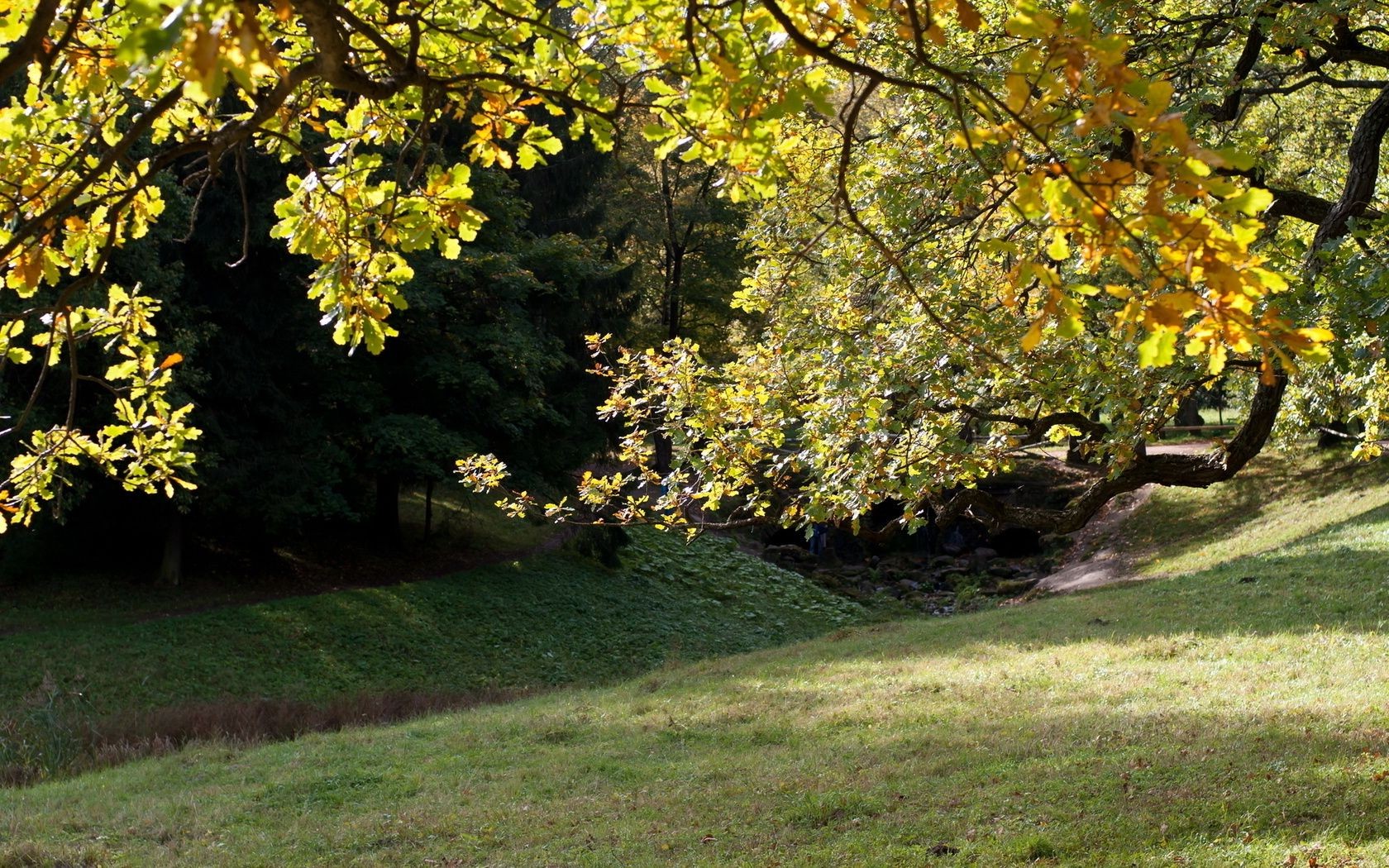 autumn tree leaf fall landscape nature park season branch outdoors wood maple fair weather flora scenic lush environment garden daylight color