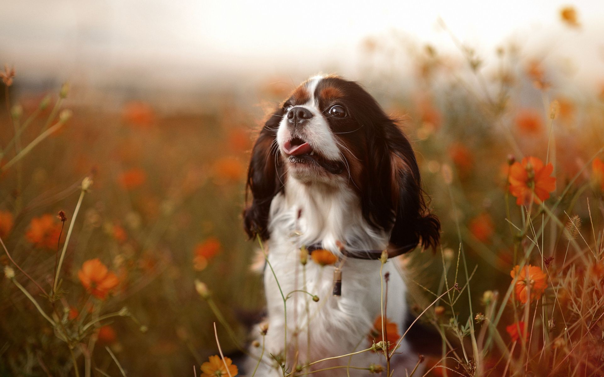 dogs nature grass dog field animal outdoors hayfield pet cute