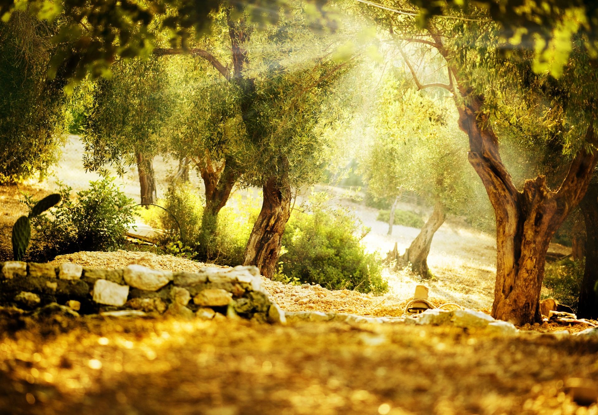 luce del sole e raggi legno natura albero paesaggio autunno foglia all aperto parco acqua scenic viaggi ambiente estate flora bel tempo muschio