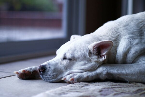 Beautiful portrait of your dog