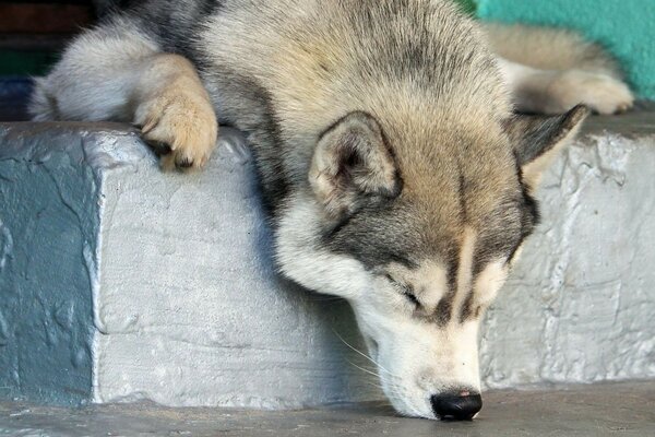 Cane seppellito il naso nel pavimento