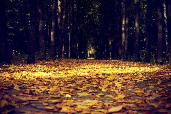 Beautiful leaf fall on the road in the forest