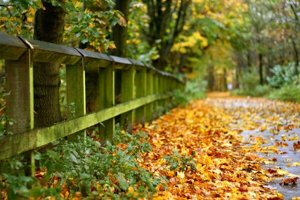 Landschaft des tiefen goldenen Herbstes