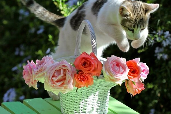 Ein Korb mit Rosen und eine Katze im Sprung