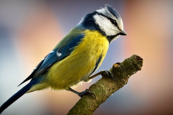 A small chick is sitting on a branch