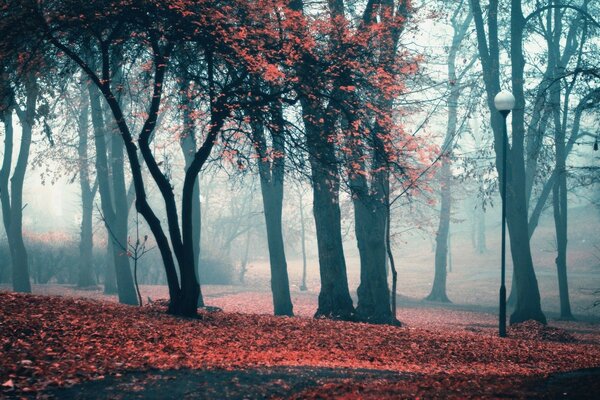 Parco autunno lanterna foglie alberi