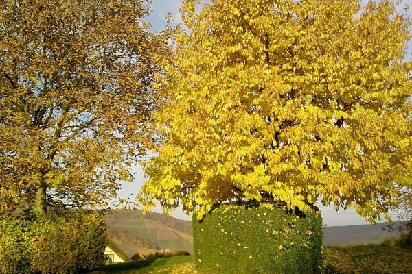 Albero in foglie gialle in autunno