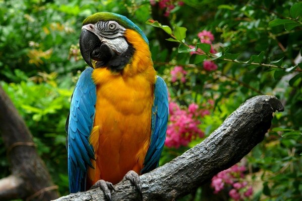 Funny colorful parrot on a branch