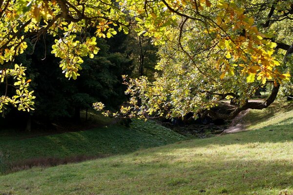 Yellow leaves on an oak tree