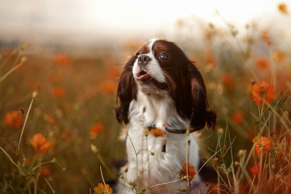 A dog in a field with red poppies