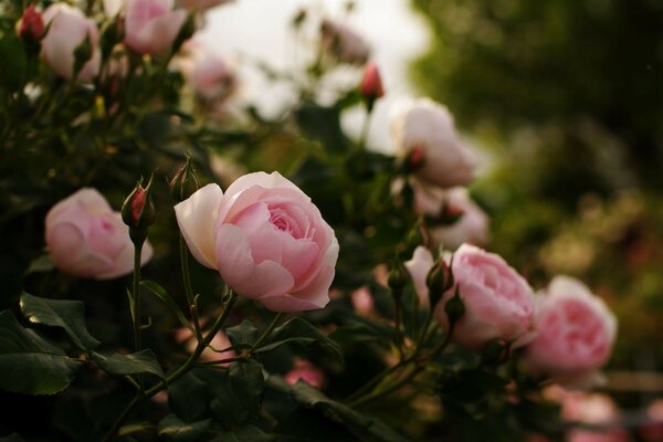 Rosas en el Jardín. Flores de Jardín. Flores delicadas