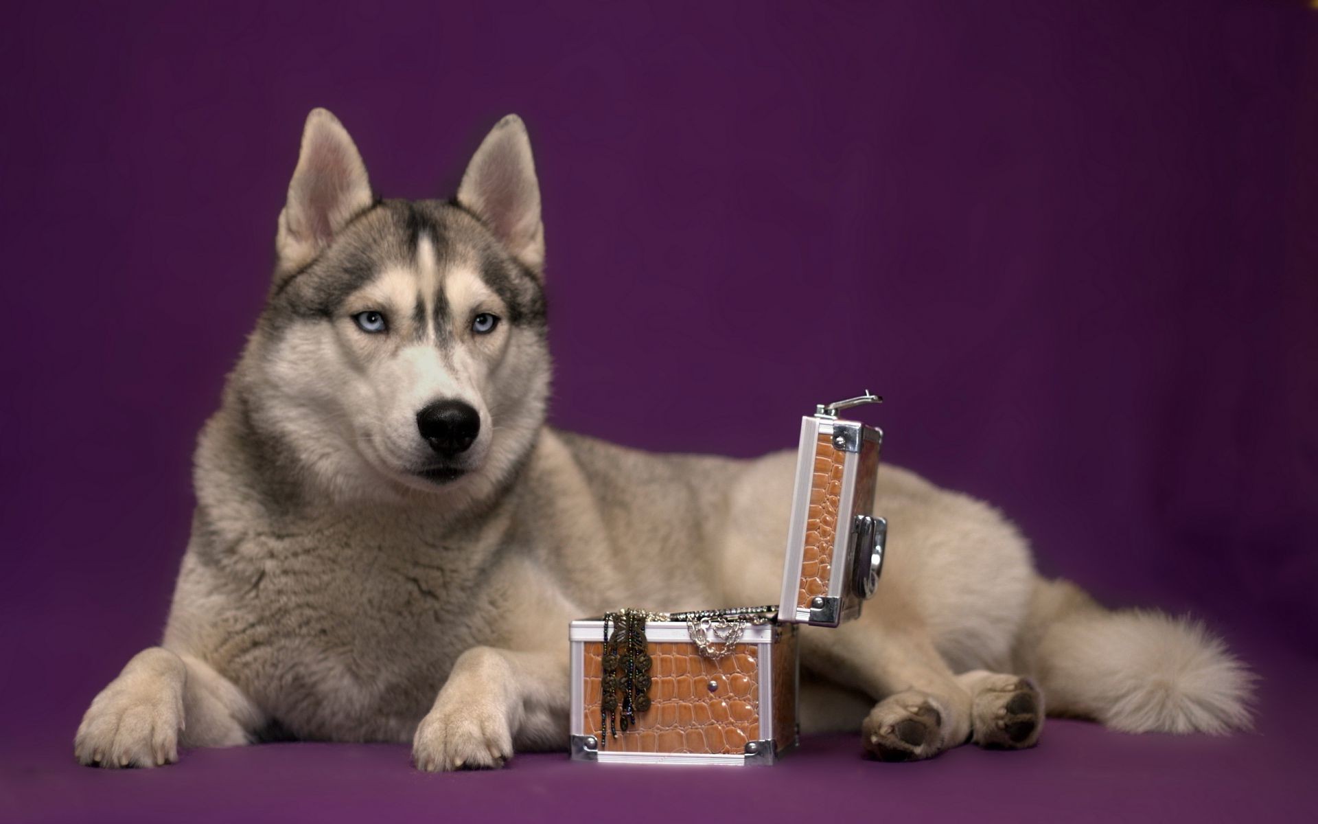 cane mammifero animale domestico cane canino carino ritratto animale razza cucciolo domestico singolo pelliccia purosangue visualizzazione piccolo sedersi adorabile