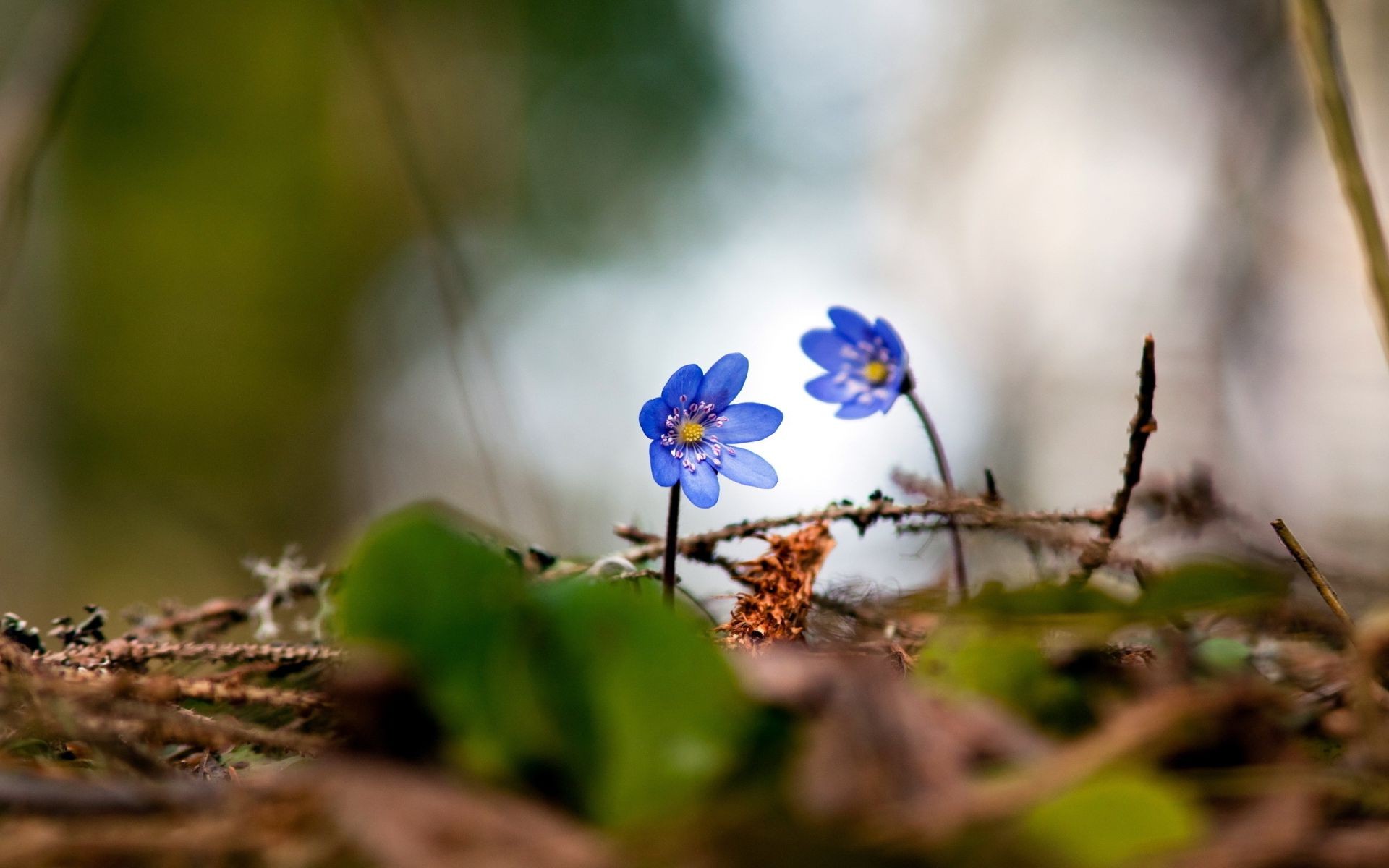 çiçekler doğa çiçek yaprak bulanıklık flora açık havada bahçe park yakın çekim büyüme yaz sezon vahşi renk çimen taçyaprağı güzel hava parlak ağaç