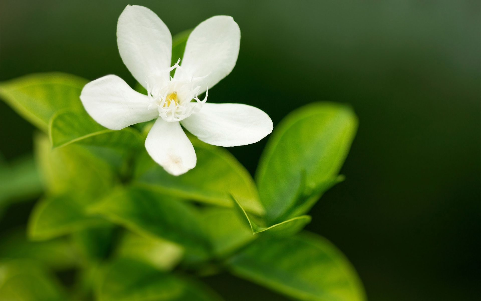 flores hoja naturaleza flora flor crecimiento verano jardín primer plano brillante desenfoque