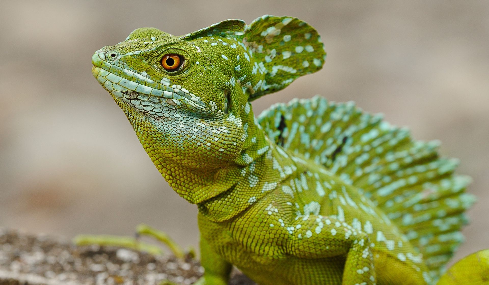 tiere eidechse gazoo natur tierwelt drache tropisch tier chamäleon gecko im freien blatt exotisch wild haustier tarnung zoo