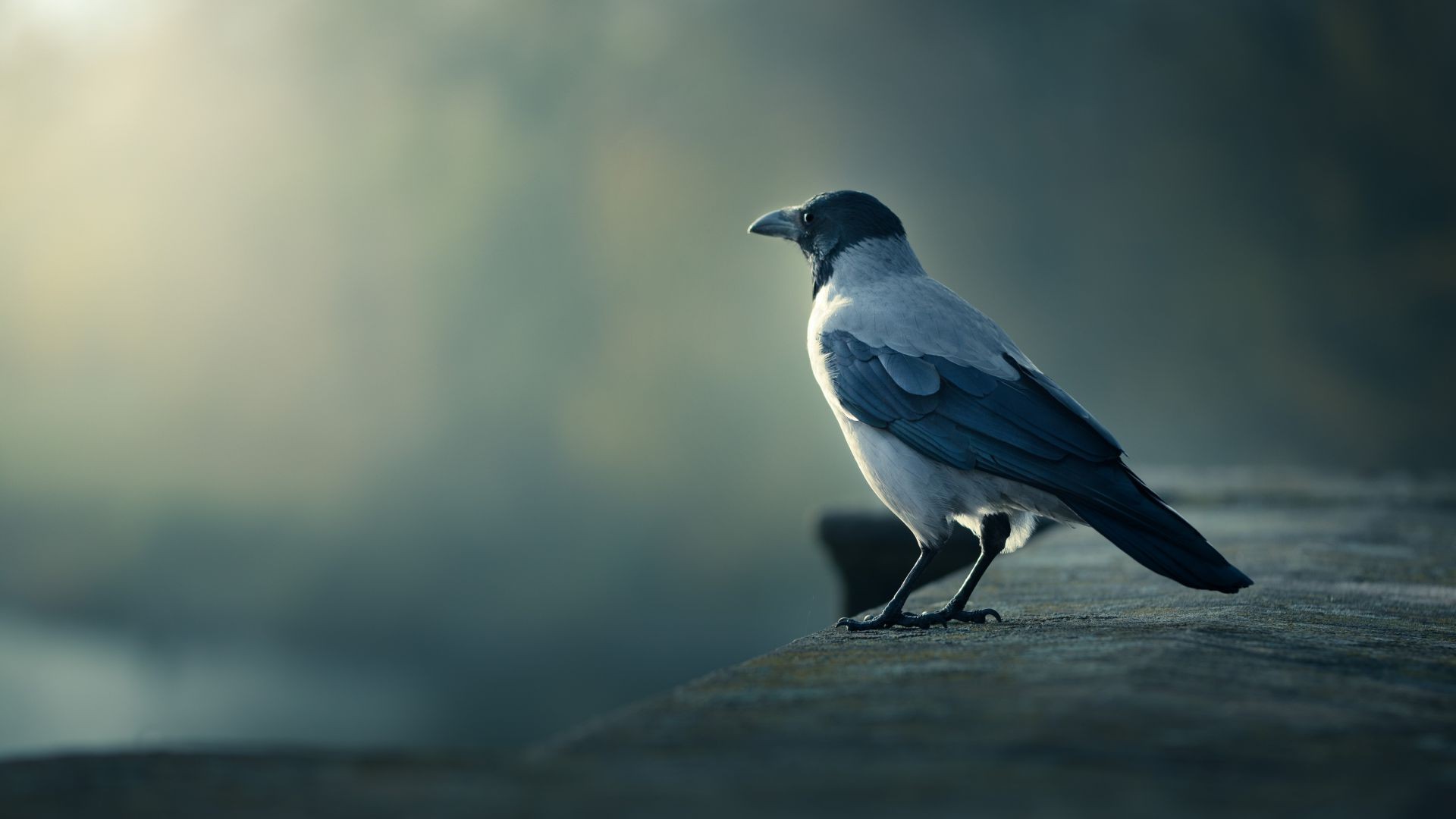 zwierzęta drób przyrody natura na zewnątrz