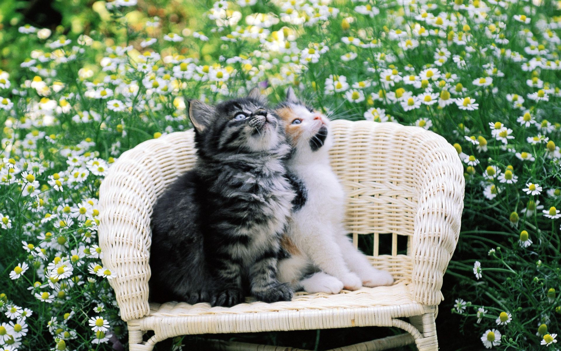 chats mammifère herbe animal de compagnie panier mignon nature à l extérieur petit