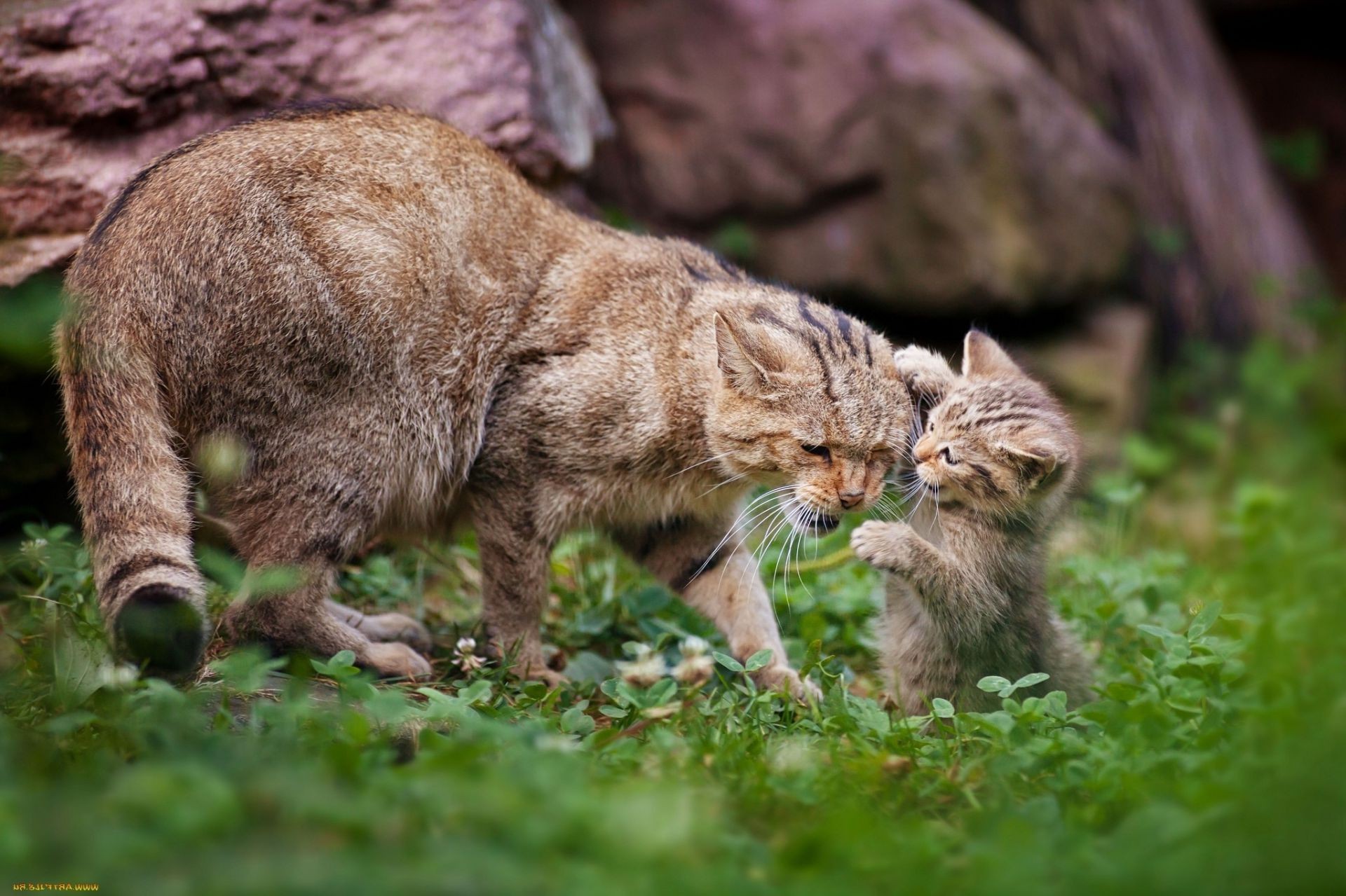 кошки млекопитающее кошка животное природа дикой природы мех милые дикий хищник трава портрет молодой мясоед зоопарк на открытом воздухе просмотр охотник мало