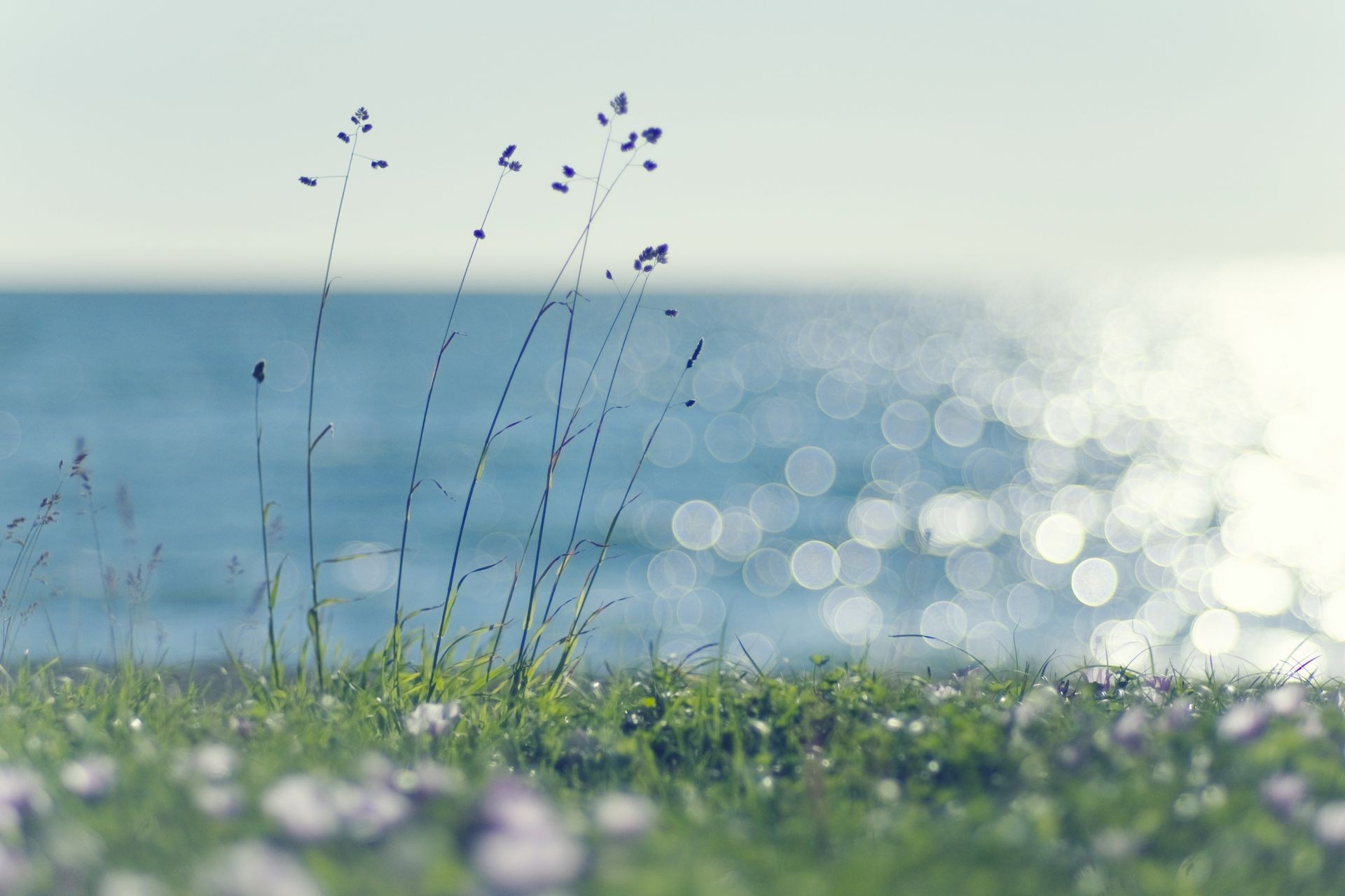 gras feld natur heuhaufen blume landschaft himmel sommer desktop rasen sonne flora farbe