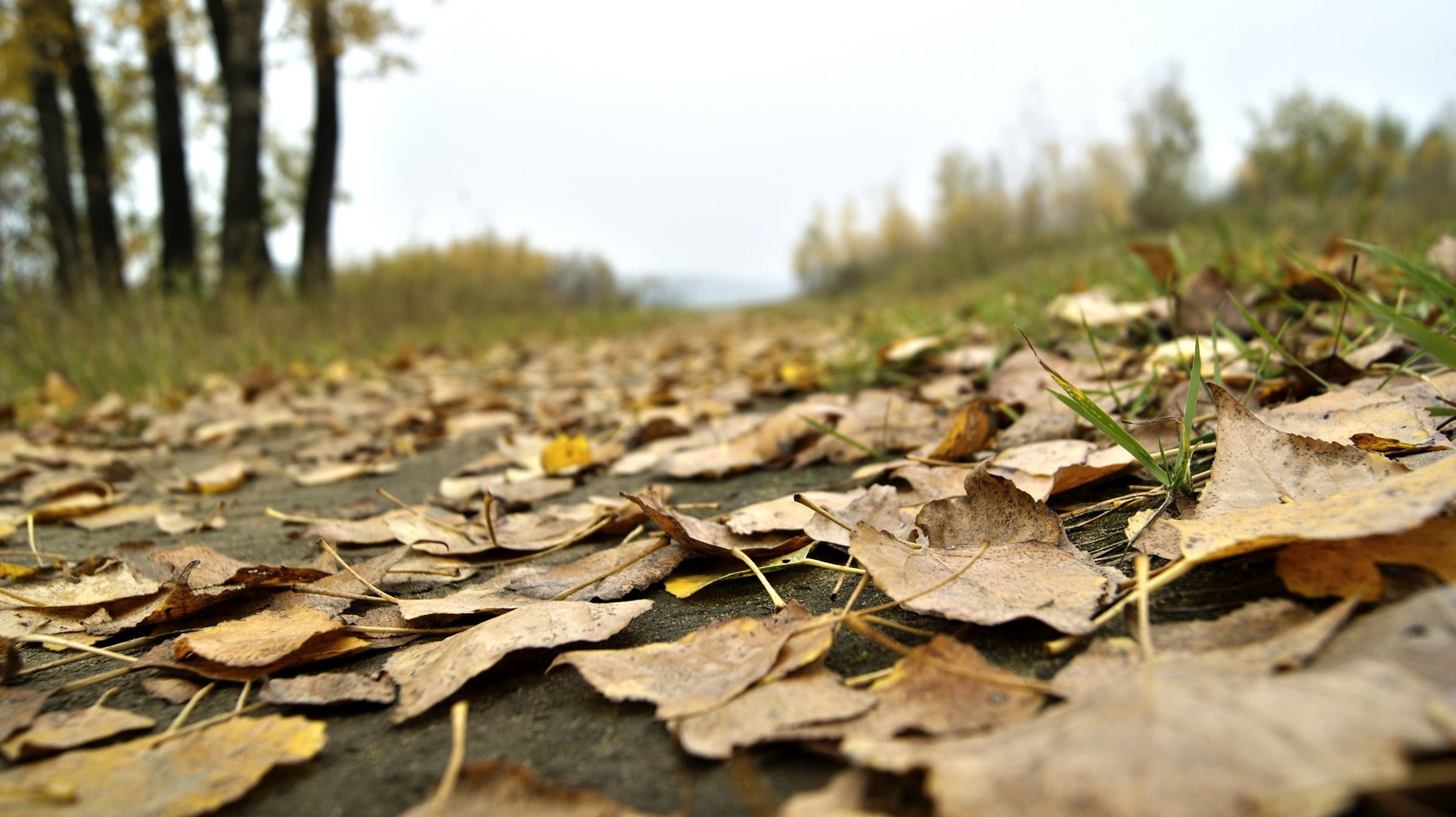 leaves nature fall leaf wood tree ground outdoors desktop environment landscape flora texture season dry grass park soil color